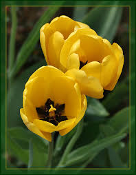tulips