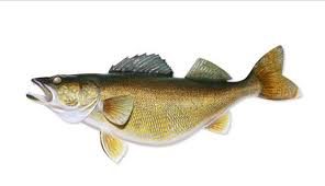 walleye fish pictures