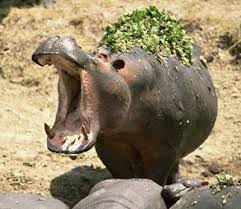 Hippopotamus