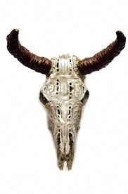 bull skulls