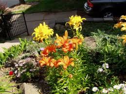 small flower garden pictures
