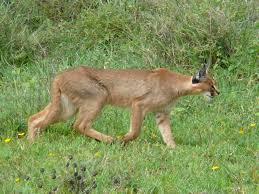 The caracal has also been