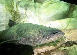 flathead catfish pictures