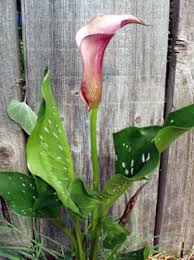 calla lily plant