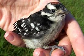 pictures wild baby birds