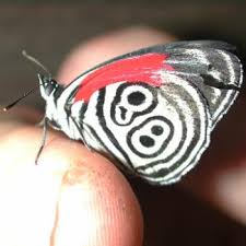 brazilian butterfly
