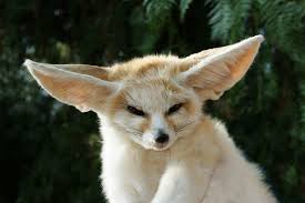 fennec foxes