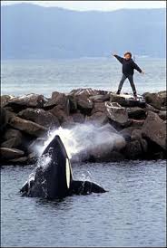 free willy