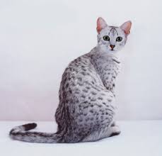 egyptian mau