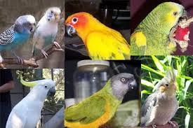 conure species