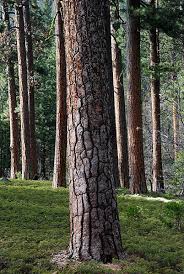 ponderosa pine forest