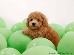 cute dogs
