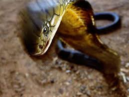 king cobra national geographic