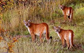mountain lions
