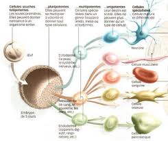 les cellules