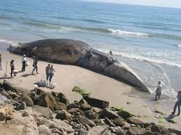 largest whale pictures
