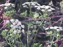 Poison hemlock prefers moist