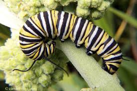 monarch butterfly caterpillar picture