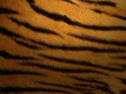 tiger stripes