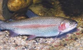 rainbow trout pictures
