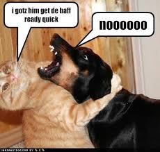 funny cats and dogs