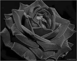 Black Velvet Rose