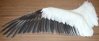 pics bird wings