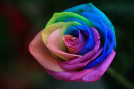 صور الوان الطيف A-single-rainbow-rose-by-INTVGene