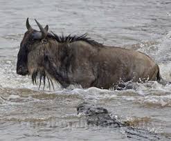 hunting crocodile