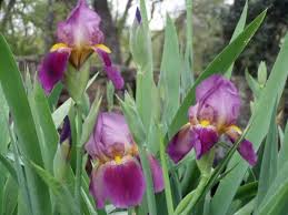 bearded iris