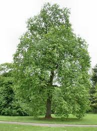 pictures tulip tree
