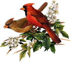[صورة: 2%2520birds.gif]