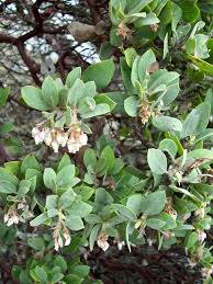 Arctostaphylos columbiana