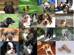 dog breeds pictures