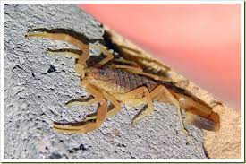 scorpio animals
