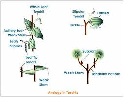 example of hypothesis