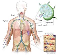 Adult Non-Hodgkin Lymphoma