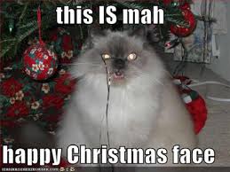 funny cats and dogs