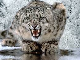 صور ومعلومات عن الفهد الثلجي Snow-leopard