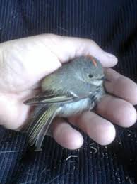pictures wild baby birds