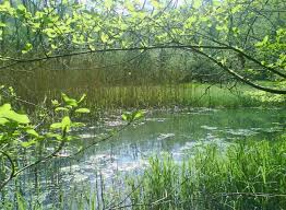 http://t2.gstatic.com/images?q=tbn:dLjSoBKoUeTkVM:http://www.reiki-formation.ch/images/sarine-perolles-28.jpg