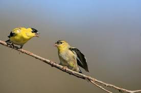yellow birds pictures