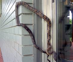 chicken snake photos