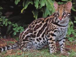 large cats