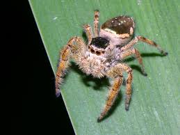brown jumping spiders
