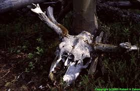 moose skulls