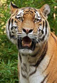 lions tigers