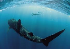 largest shark pictures