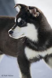 husky puppy