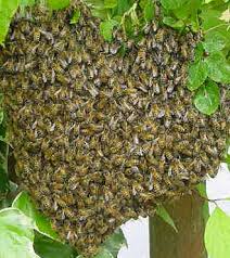 bee hive